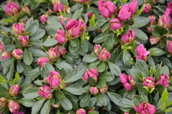 Azalea Carol Kitchen — photo 1